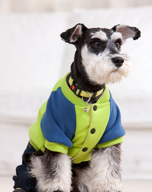 Pet Clothes