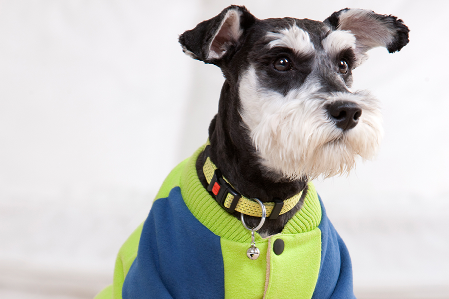 Pet Clothes